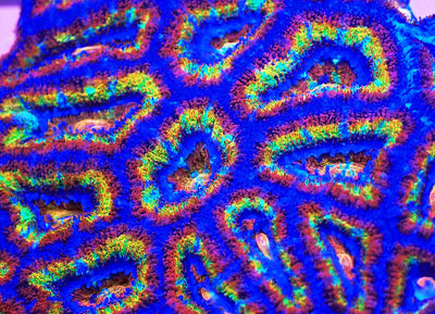 Acan Coral Care