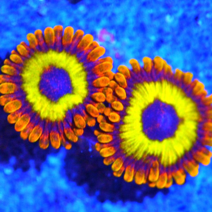 WYSIWYG Fruit Loops Zoa Corals of Eden