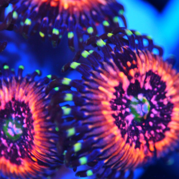 Pink Zipper Zoanthid Corals of Eden
