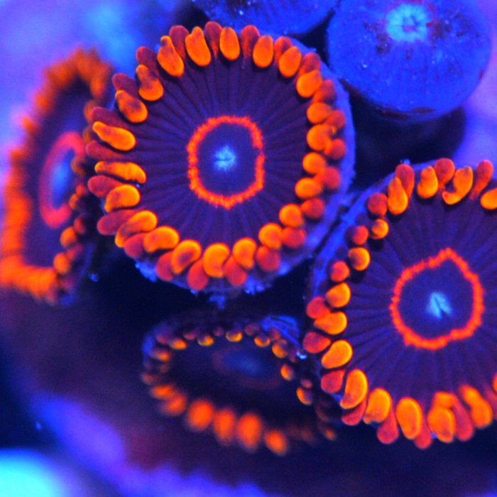 Red Hornet Zoanthids