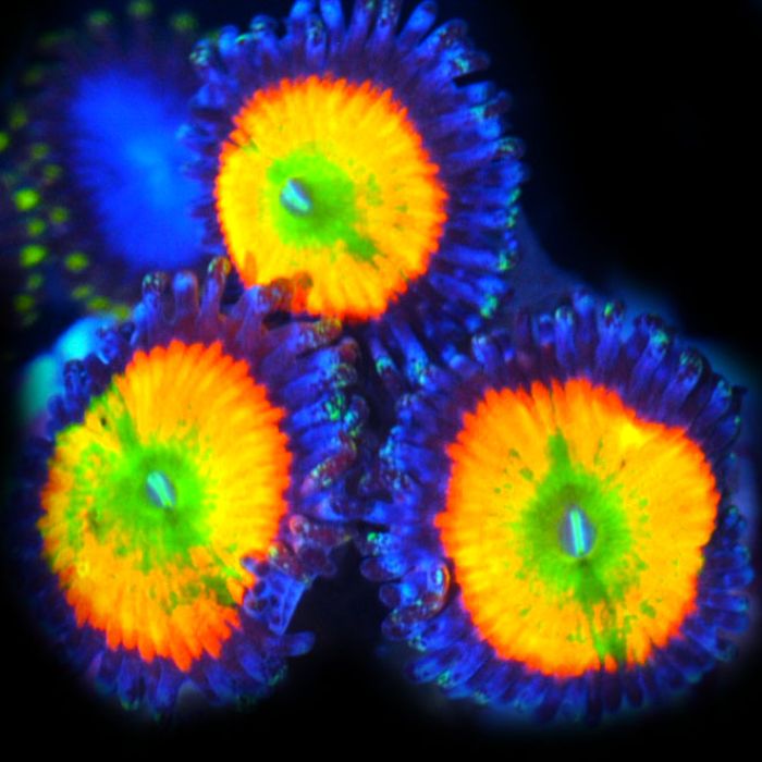 Candy Apple Zoanthid Corals of Eden