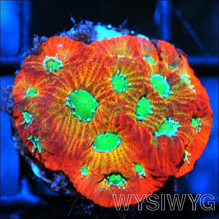 Dayglo Favia - WYSIWYG main image 0