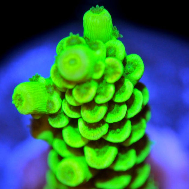 Coral プロフィール必読 SPS Corals - Acropora – Corals of Eden
