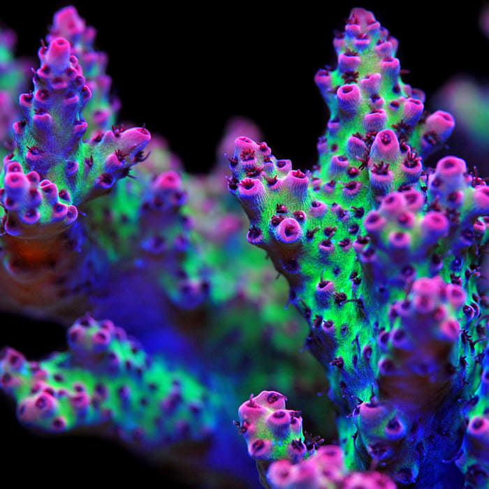 Red Planet Acropora Coral main image 1