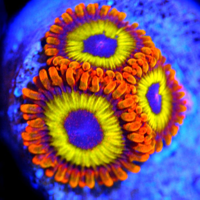 WYSIWYG Fruit Loops Zoa Corals of Eden