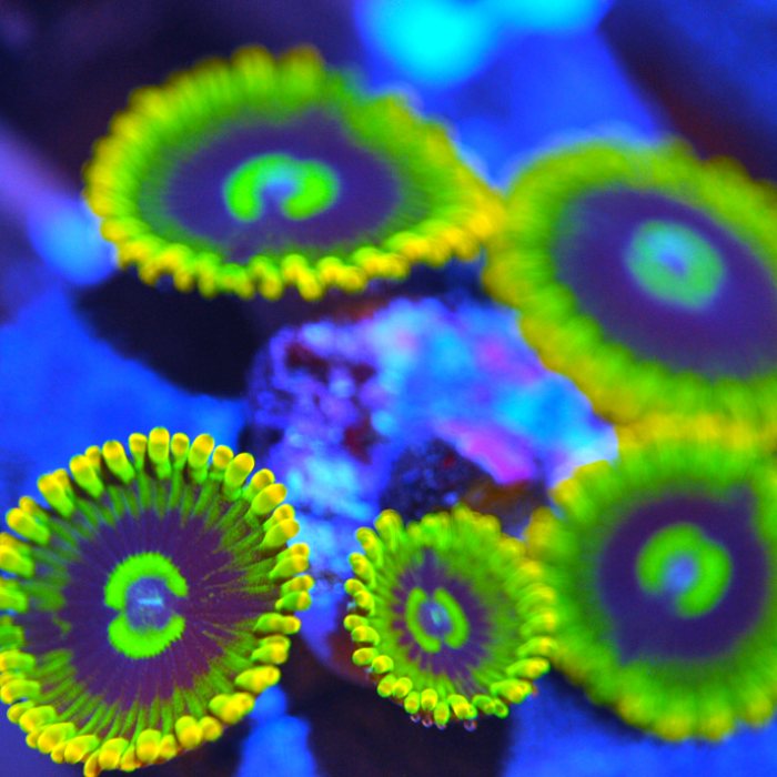 CB Rainbow Yoda Zoanthid – Corals of Eden