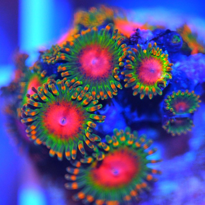 Awesome Blossom Zoanthids