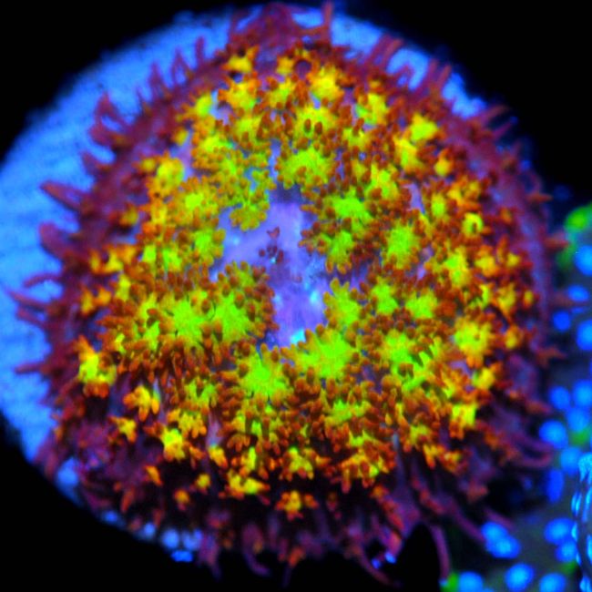COE Pheonix Firestorm Bounce Mushroom Coral | Last One! – Corals
