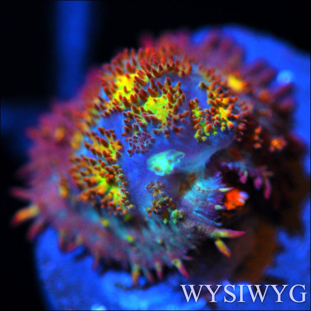 Coral‪ꪔ̤̫様 お纏め専用ページ COE Pheonix Firestorm Bounce Mushroom Coral | Last One! – Corals