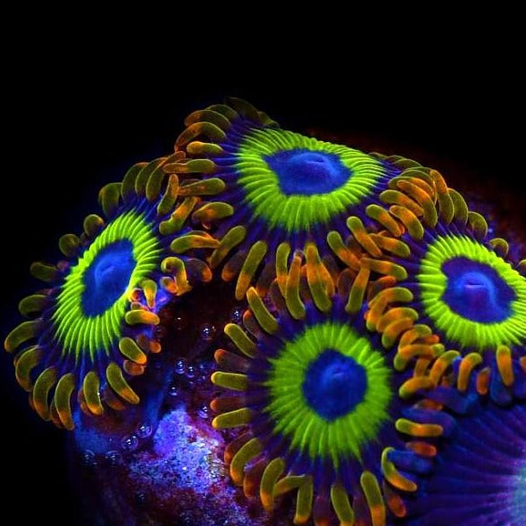 WYSIWYG Fruit Loops Zoa Corals of Eden