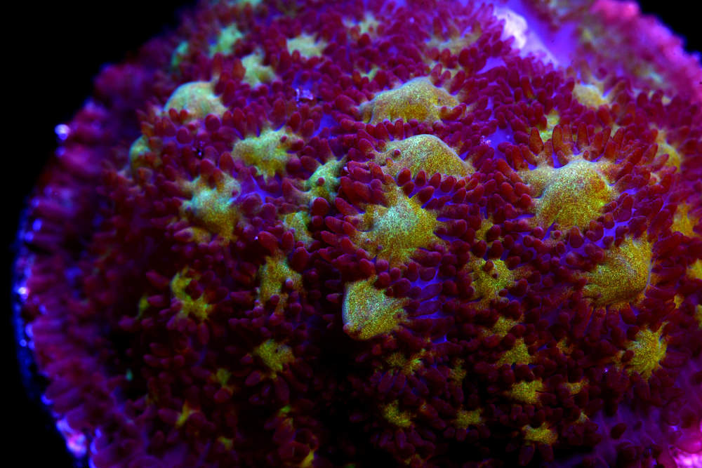 COE Pheonix Firestorm Bounce Mushroom Coral – Corals of Eden