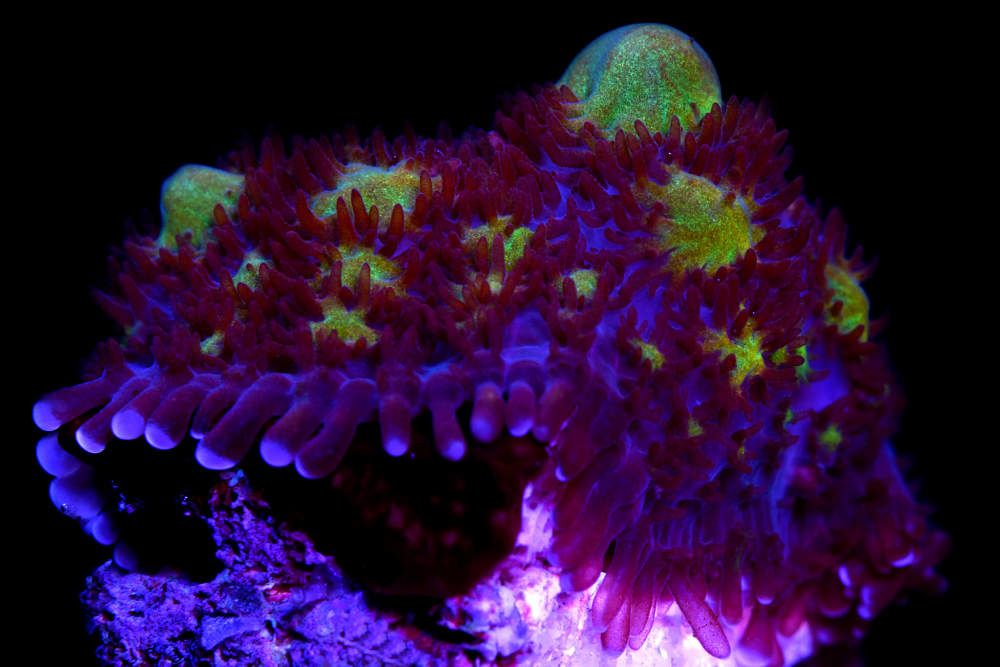 COE Pheonix Firestorm Bounce Mushroom Coral – Corals of Eden