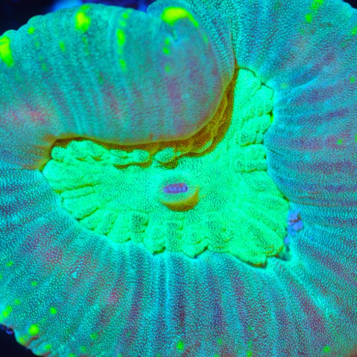 Snake Skin Lobo (WYSIWYG) – Corals of Eden