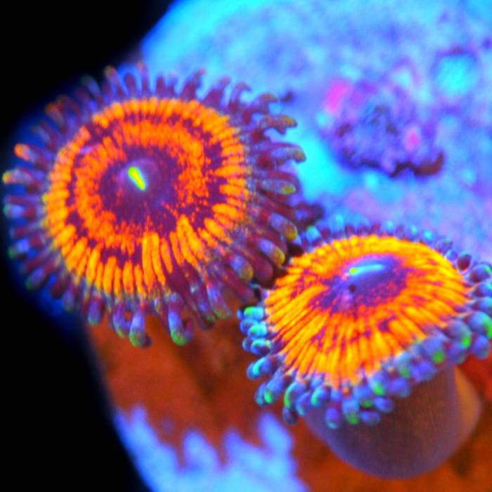 WYSIWYG Armor of God Zoanthid Corals of Eden